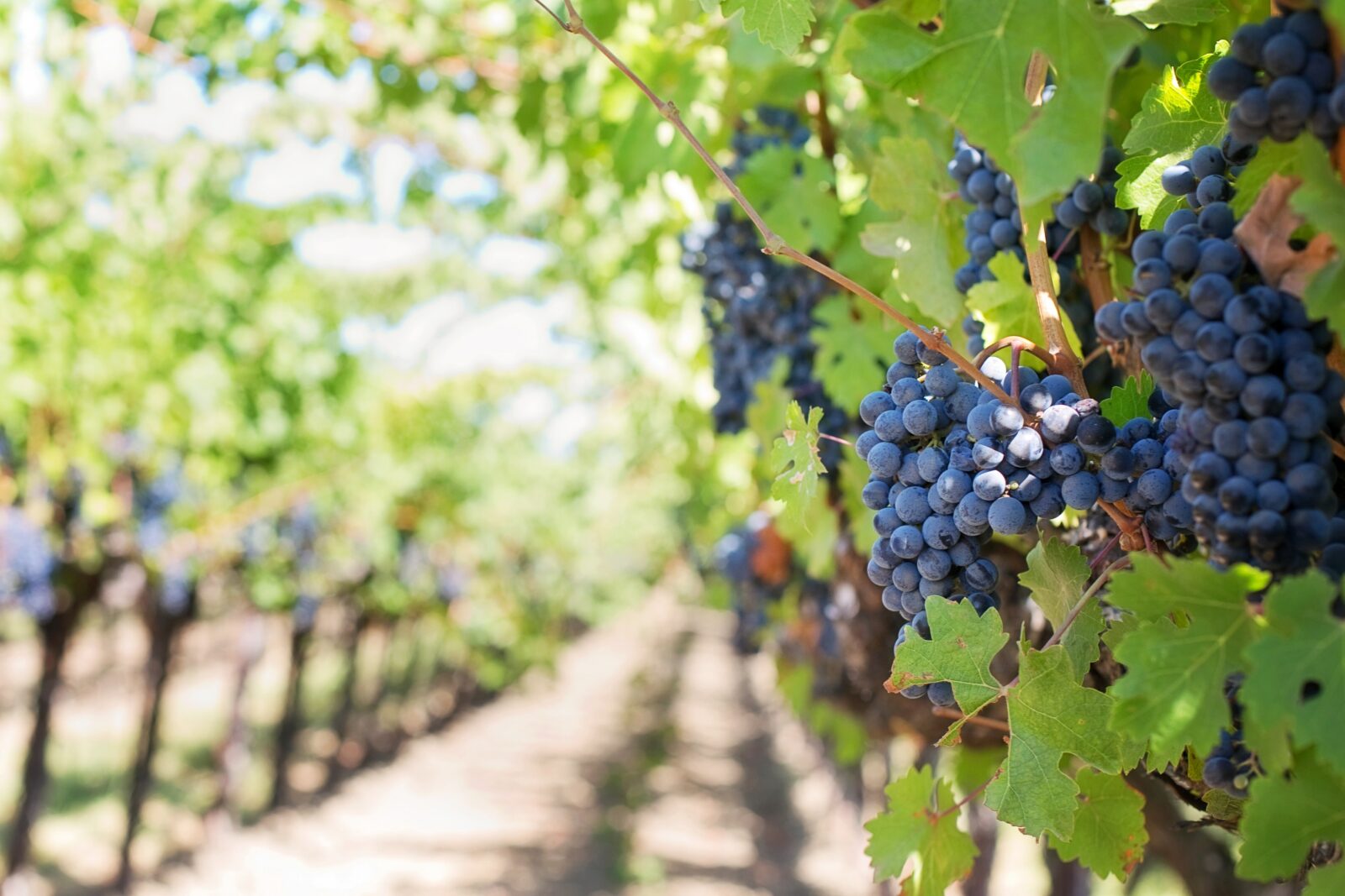 wine grapes on the vine