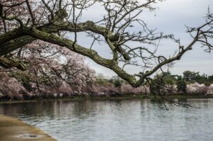cherry blossoms and lake in washington dc