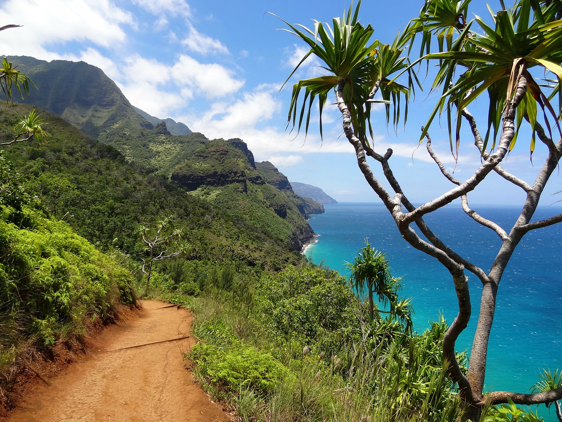 trailhead in hawaii heading into lush jungle with ocean in the background