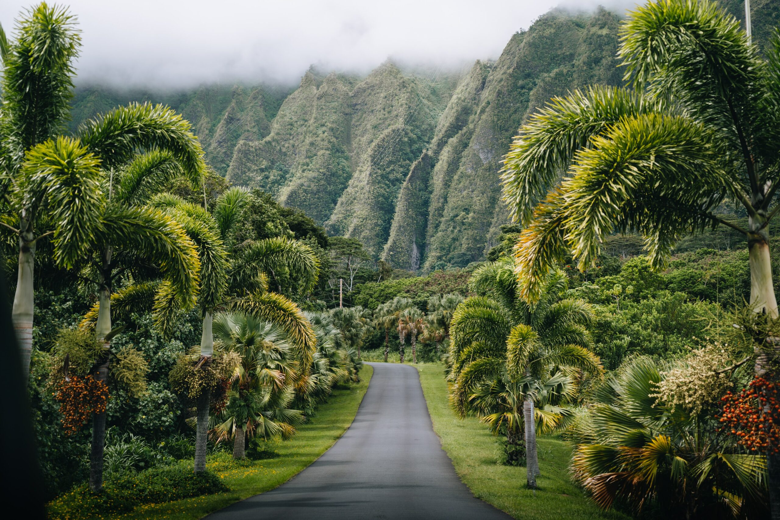 hawaii jungle road with palms and mountains in the mist