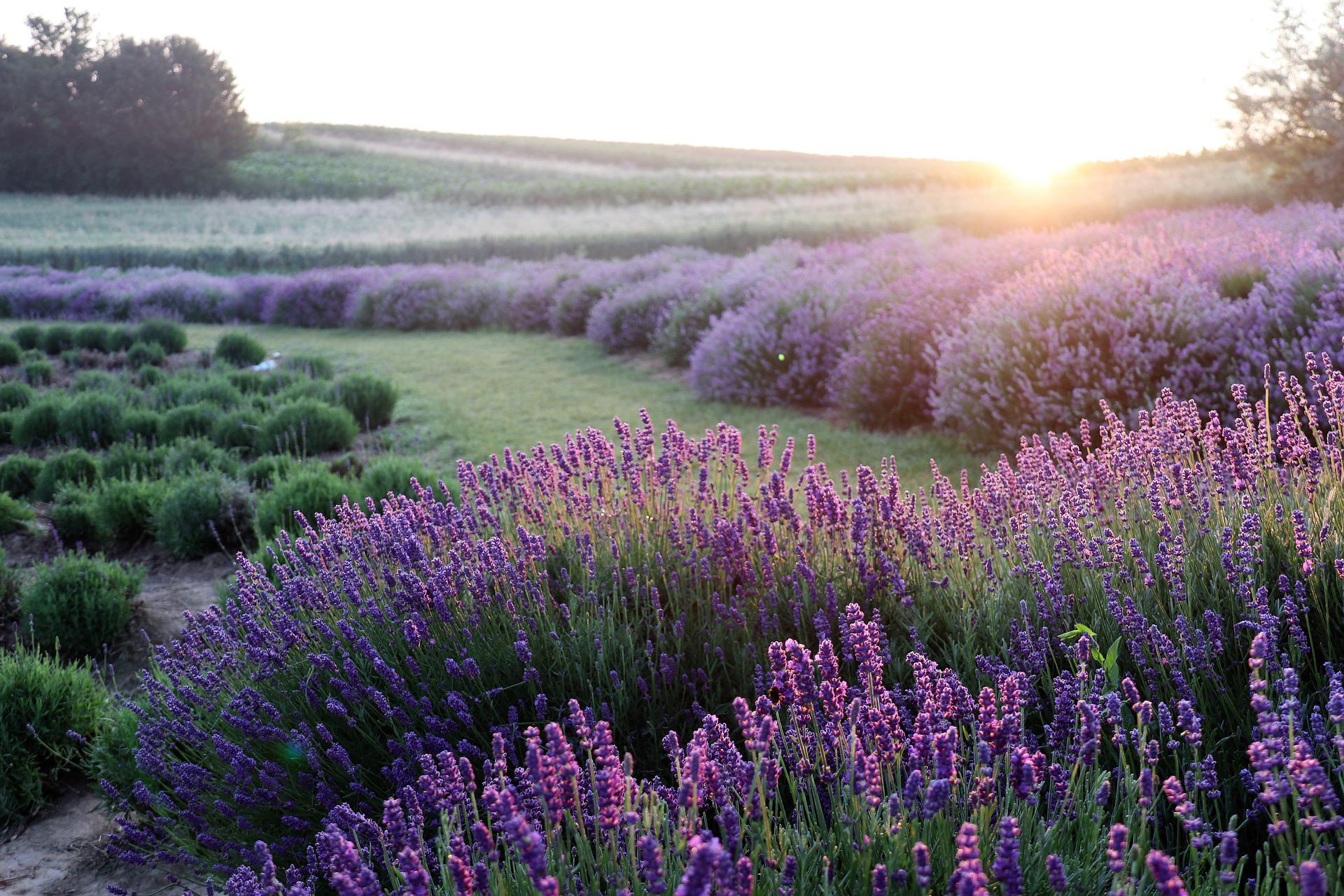 Lavender Field