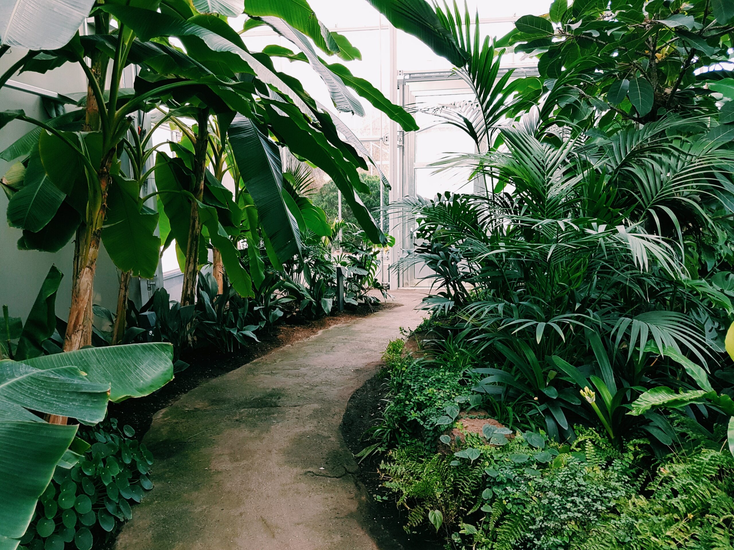 tropical landscaping palms